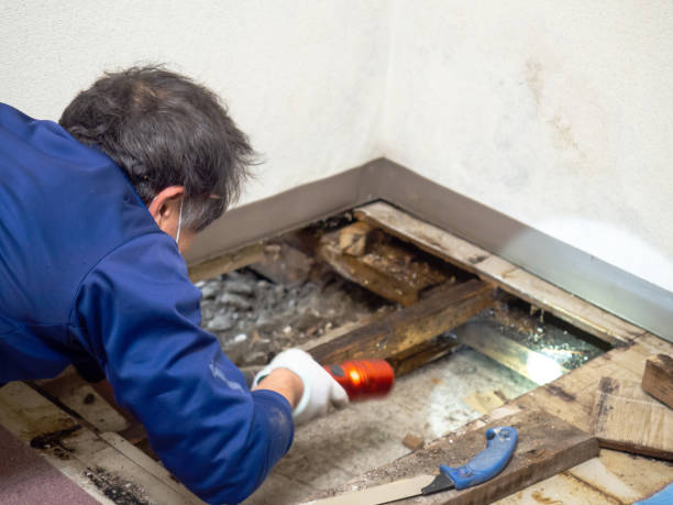 Best Toxic Mold Removal  in Wesley Chapel, FL