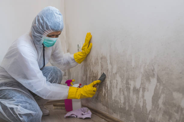 Best Black Mold Removal  in Wesley Chapel, FL