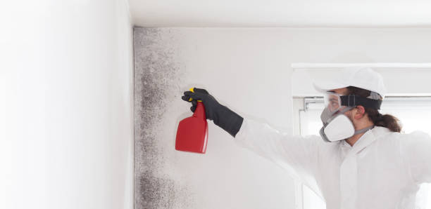 Best Home Mold Removal  in Wesley Chapel, FL