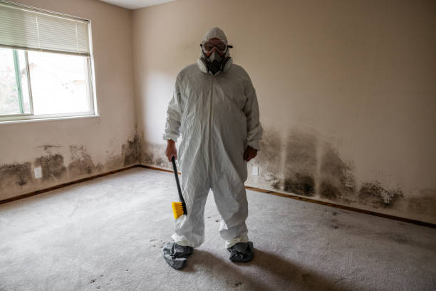 Best Toxic Mold Removal  in Wesley Chapel, FL